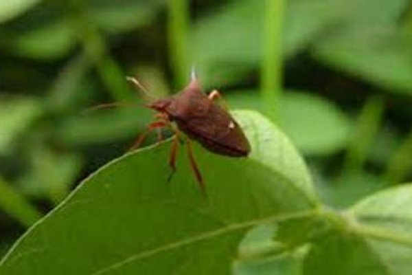 Monitoramento de pragas: soja com vagem requer aten&ccedil;&atilde;o especial