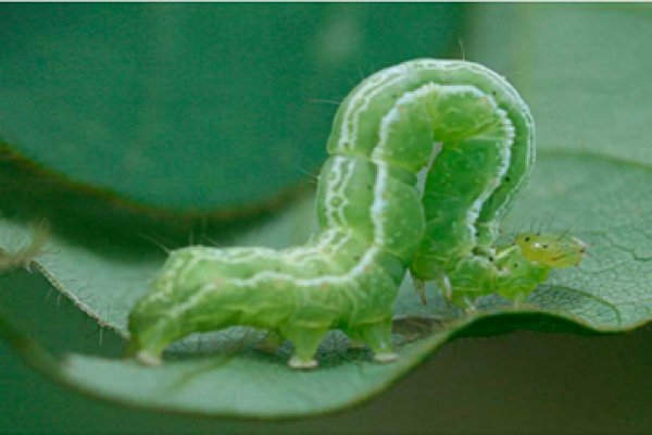 Aten&ccedil;&atilde;o ao aparecimento da lagarta falsa-medideira