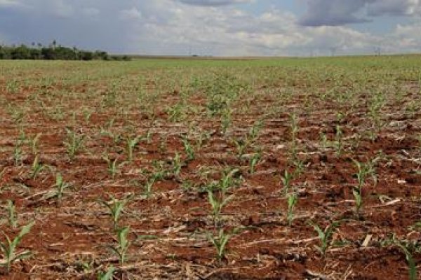 Milho safrinha: aten&ccedil;&atilde;o para o controle de ervas daninhas