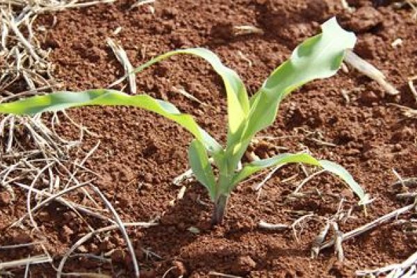 Milho safrinha: ataque de percevejos e tratos culturais 