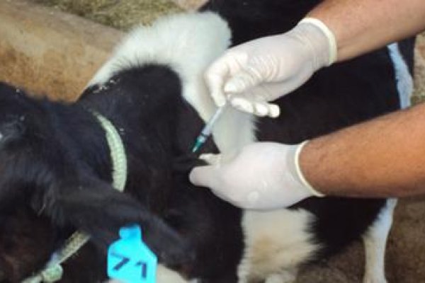 Brucelose e tuberculose: exames s&atilde;o obrigat&oacute;rios