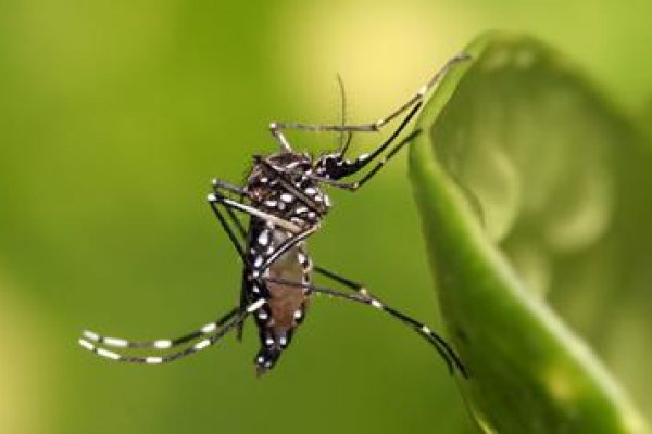 Dengue: preven&ccedil;&atilde;o &eacute; a melhor medida contra a doen&ccedil;a