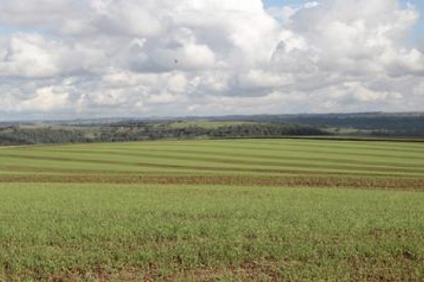 Lavoura de trigo requer controle precoce de plantas daninhas 