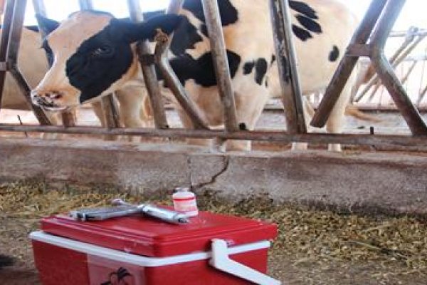 Encerra neste s&aacute;bado o prazo para comprar a vacina contra aftosa