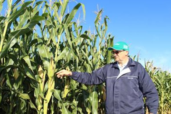 Mais de 50 h&iacute;bridos de milho ser&atilde;o apresentados no Dia de Campo Milho Safrinha
