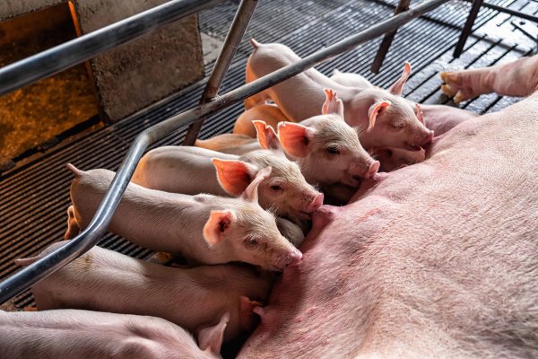 Copagril orienta para preven&ccedil;&atilde;o de anemia ferropriva e coccidiose em su&iacute;nos