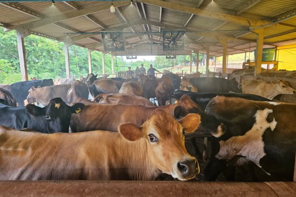 Bem-estar animal potencializa a produ&ccedil;&atilde;o de leite 