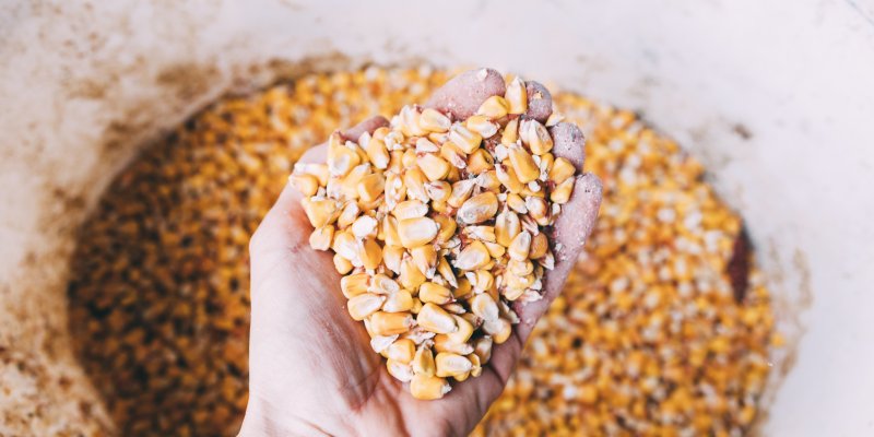 Quantidade adequada de sementes pode aumentar produtividade no campo