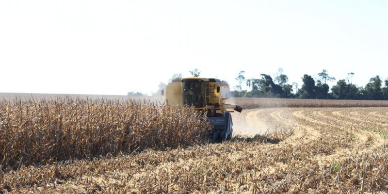 Colheita da safrinha inicia com boas expectativas