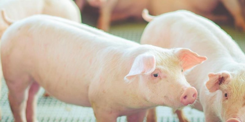 Semin&aacute;rio Anual de Produtores de Su&iacute;nos da Copagril ser&aacute; realizado dia 8