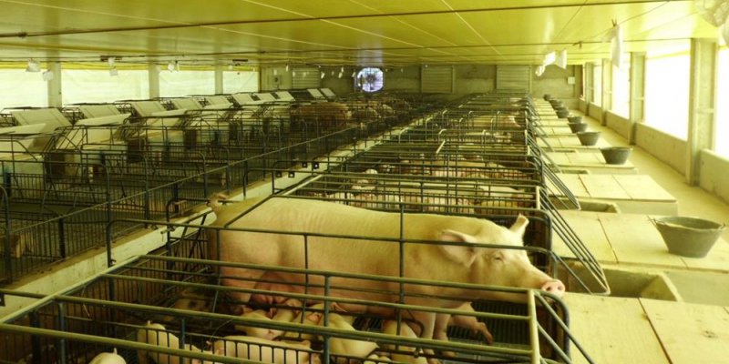 Semin&aacute;rio de Produtores de Su&iacute;nos vai premiar associados