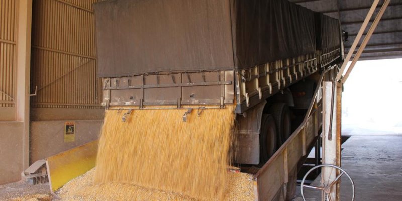 Milho mant&eacute;m qualidade de gr&atilde;o mesmo ap&oacute;s chuvas