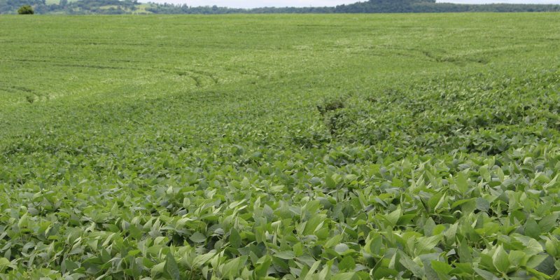 Potencial agr&iacute;cola coloca Brasil &agrave; frente da seguran&ccedil;a alimentar no mundo