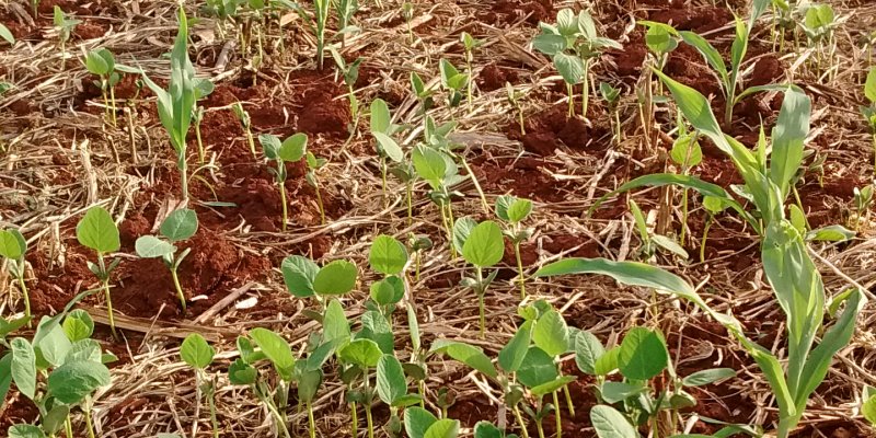 Produtores precisam fazer manejo da soja tiguera na cultura do milho safrinha