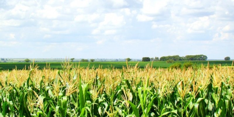 Produ&ccedil;&atilde;o de milho deve aumentar 4% na segunda safra no Paran&aacute;