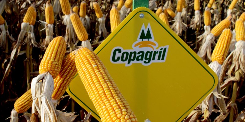 Dia de Campo do Milho Safrinha da Copagril 2016 apresentar&aacute; mais de 50 h&iacute;bridos de milho