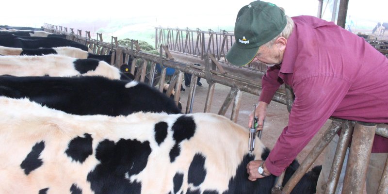 Campanha de vacina&ccedil;&atilde;o contra aftosa segue at&eacute; o pr&oacute;ximo dia 31