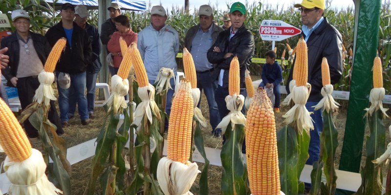Associados de Gua&iacute;ra participam de Dia de Campo Copagril em Bela Vista