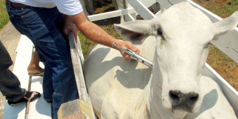 Adapar prorroga campanha de vacina&ccedil;&atilde;o contra a Febre Aftosa