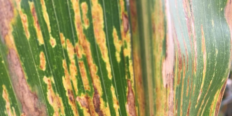 Iapar confirma ocorr&ecirc;ncia de nova doen&ccedil;a em lavouras de milho no Paran&aacute;