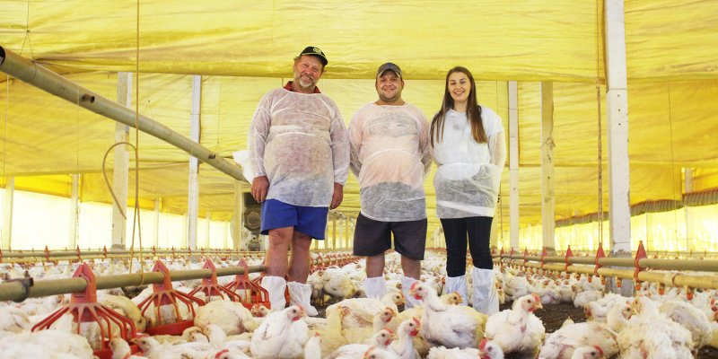 Convers&atilde;o alimentar na avicultura: menores &iacute;ndices, melhores resultados