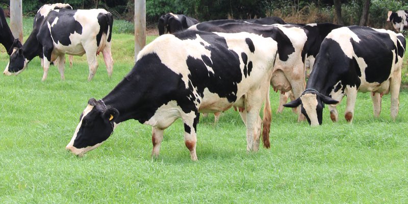Produtores devem ficar alertas para surto de raiva