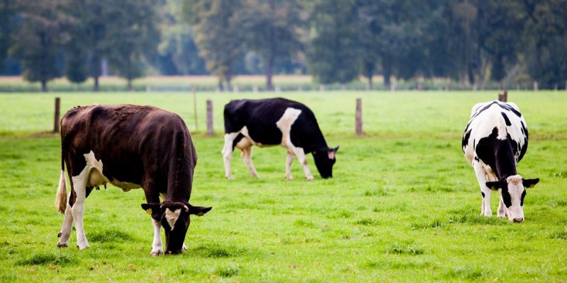 Cadastro obrigat&oacute;rio de animais deve ser feito at&eacute; 30 de novembro