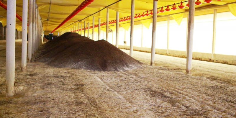 Avicultura: Tempo de melhorias