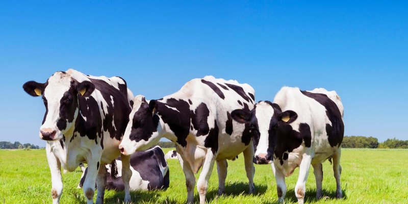 Fim da vacina&ccedil;&atilde;o contra febre aftosa demanda novas responsabilidades