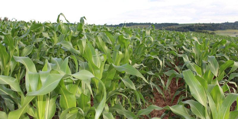 Lavoura sadia &eacute; garantia de plantas com maior qualidade de gr&atilde;os