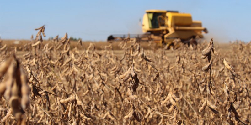 Mesmo com estiagem, soja no Paran&aacute; alcan&ccedil;a produ&ccedil;&atilde;o hist&oacute;rica