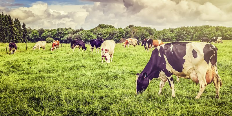 Produ&ccedil;&atilde;o leiteira: per&iacute;odo seco &eacute; a oportunidade para melhorar