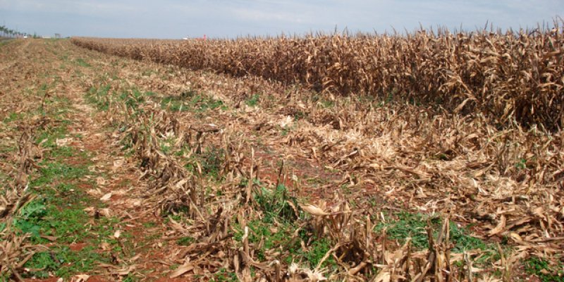 Manejo antecipado para controle de plantas daninhas traz vantagens ao agricultor