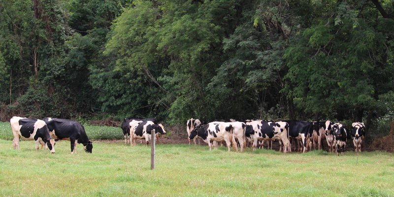 Mapa reconhece Paran&aacute; como &aacute;rea livre de febre aftosa sem vacina&ccedil;&atilde;o