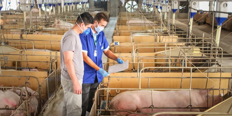 Suinocultura: detalhes que fazem diferen&ccedil;a