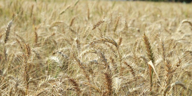 Cultivares de trigo dispon&iacute;veis para avalia&ccedil;&atilde;o dos cooperados Copagril