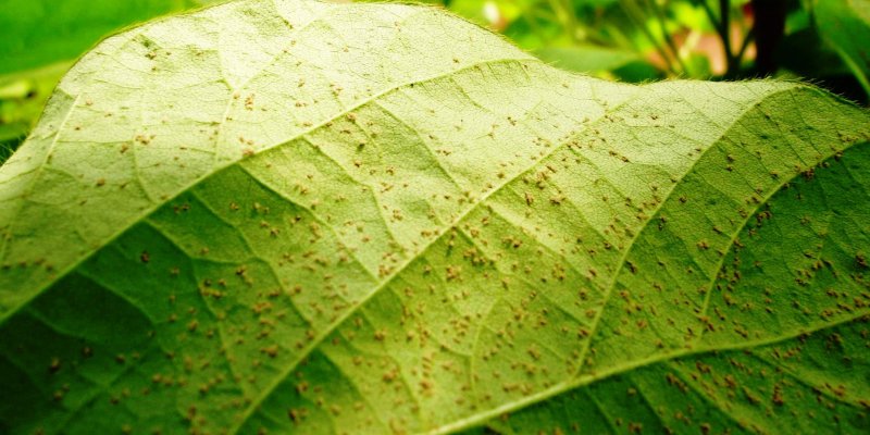 Monitoramento da ferrugem da soja pode ser acompanhado em site do Cons&oacute;rcio Antiferrugem