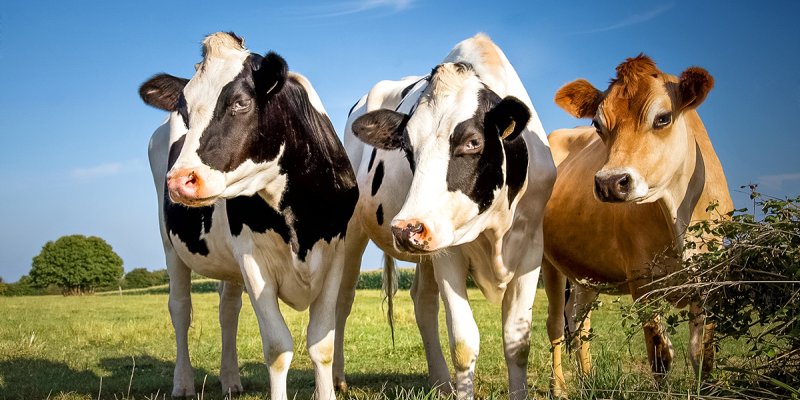 Tripanosomose bovina, que doen&ccedil;a &eacute; essa?