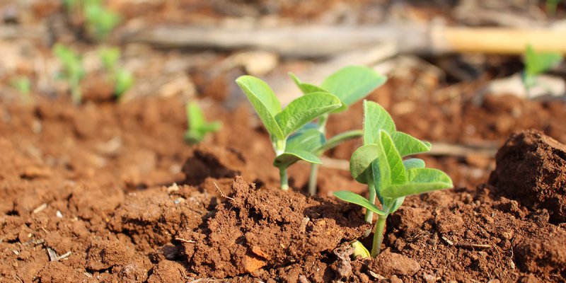 Paran&aacute; deve produzir 24,3 milh&otilde;es de toneladas na safra de ver&atilde;o