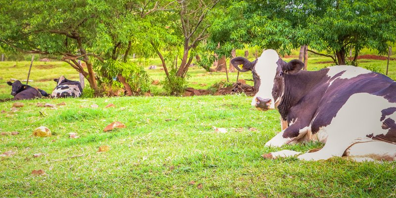 Qualidade do leite e sanidade animal