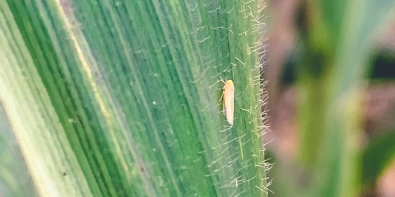 Enfezamentos no milho preocupam agricultores na &aacute;rea de atua&ccedil;&atilde;o da Copagril