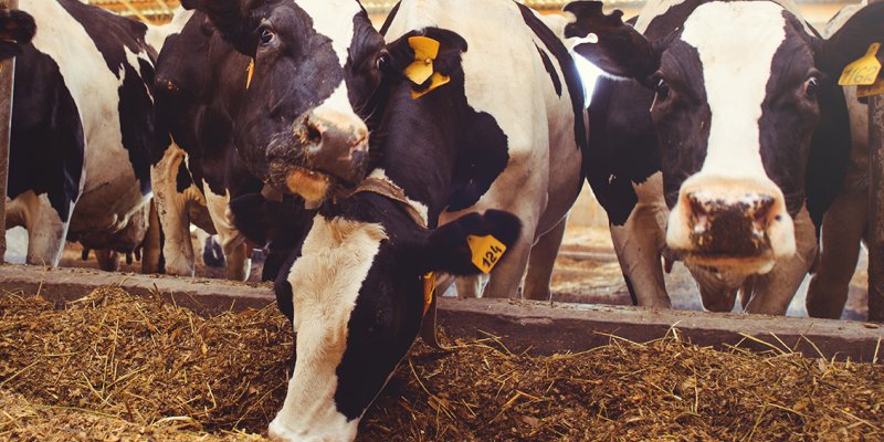 Lojas Copagril realizam Campanha de Minerais com foco na nutri&ccedil;&atilde;o animal
