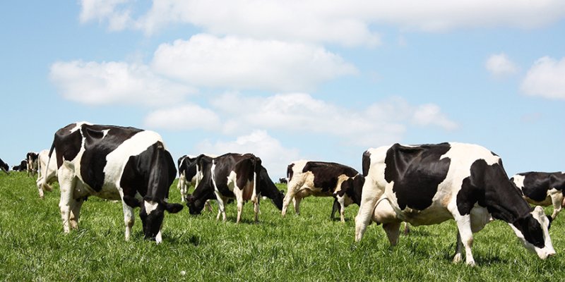 Paran&aacute; conquista status internacional de &aacute;rea livre de febre aftosa sem vacina&ccedil;&atilde;o