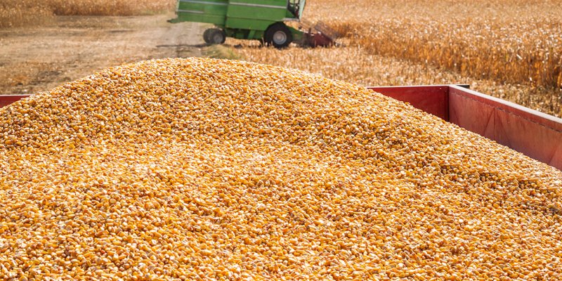 Cuidados importantes na colheita do milho safrinha