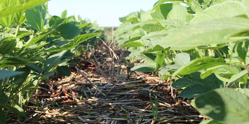 Manejo de plantas daninhas &eacute; etapa fundamental durante a safra