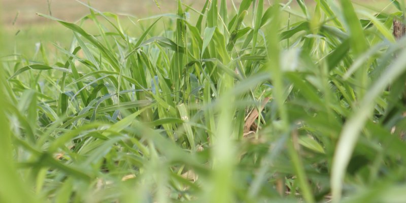 Cons&oacute;rcio de milho com braqui&aacute;ria aumenta a diversidade microbiana do solo e protege as plantas