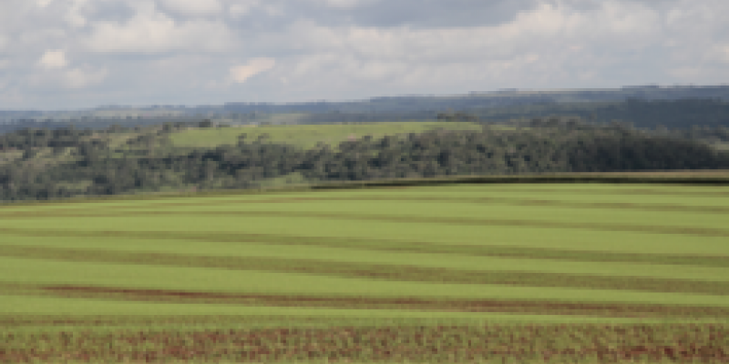 Brasil deve ampliar oferta de gr&atilde;os e manter reservas naturais