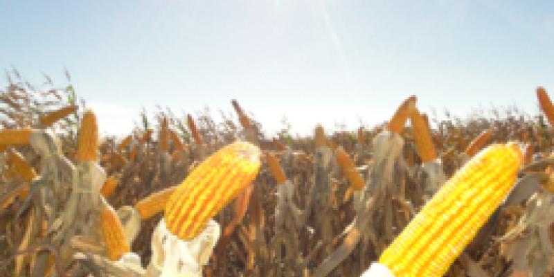 Produ&ccedil;&atilde;o de milho &eacute; estimada em mais de 70 milh&otilde;es de toneladas