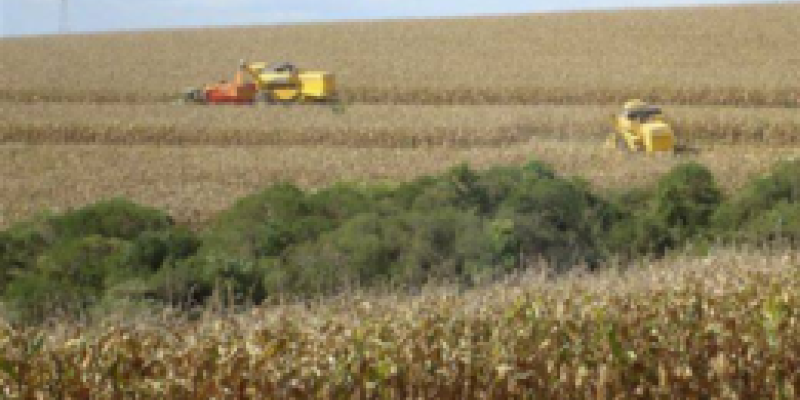 Brasil obteve uma colheita recorde de gr&atilde;os em 2011-2012