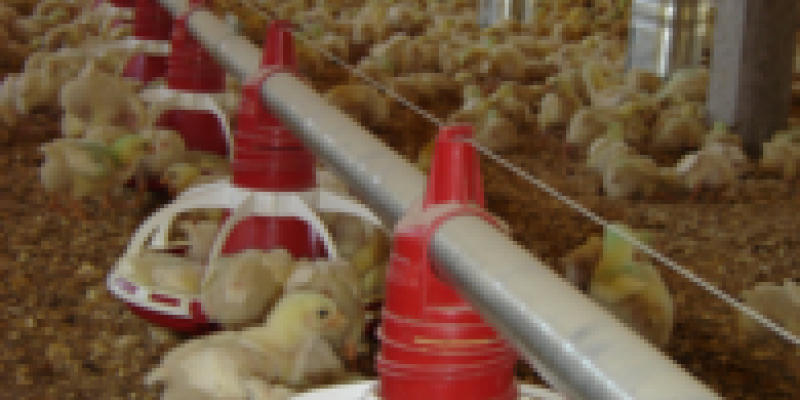 Paran&aacute; busca ajuda para avicultura junto ao Governo Federal